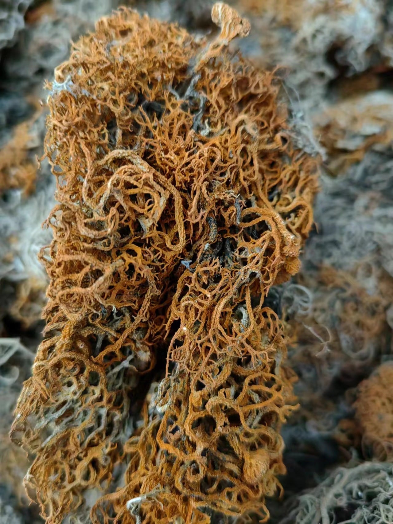 Fallax Cladonia Lichen/Cladonia Fallax/Jin Shua Ba/金刷把 - HerbalWorld