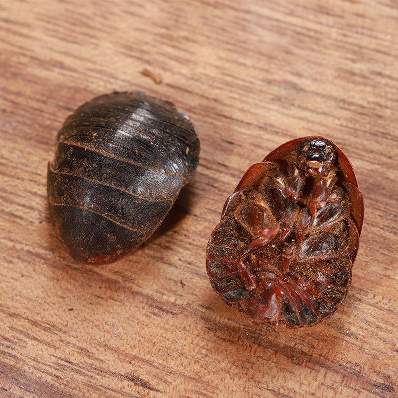 Cockroach · Eupolyphaga Seu Steleophaga · Tu Bie Chong · 土鳖虫