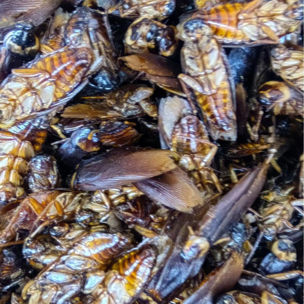 Cockroach · Blatta Orientalis · Zhang Lang · 蟑螂