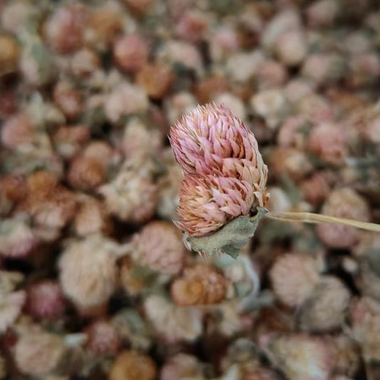 Flower of Globeamaranth/Flos Gomphree/Qian Ri Hong/千日红 - HerbalWorld