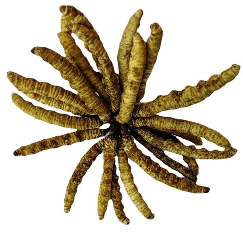 Chinese Caterpillar Fungus/Cordyceps/Dong Chong Xia Cao/冬虫夏草 - HerbalWorld