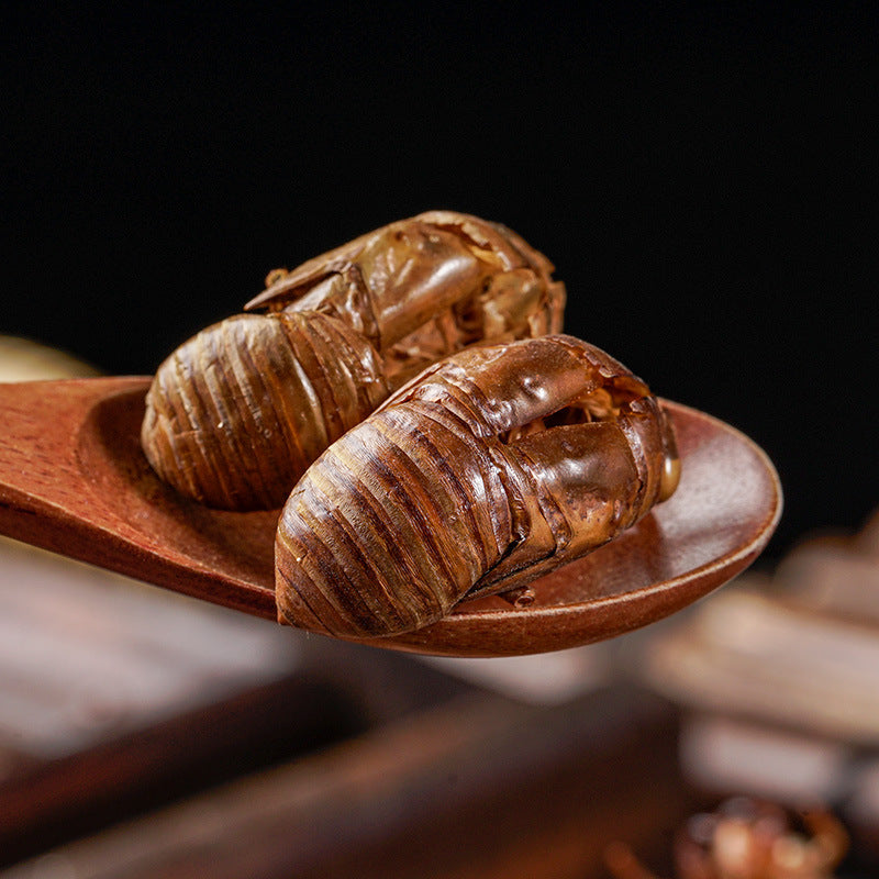 Cicada Slough · Periostracum Cicadae · Chan Tui · 蝉蜕