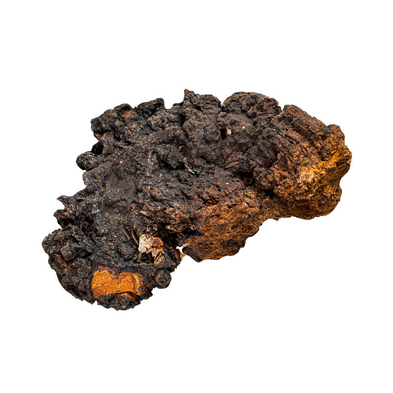 Chaga Mushroom/Inonotus Obliquus/Hua Shu Rong/桦树茸 - HerbalWorld