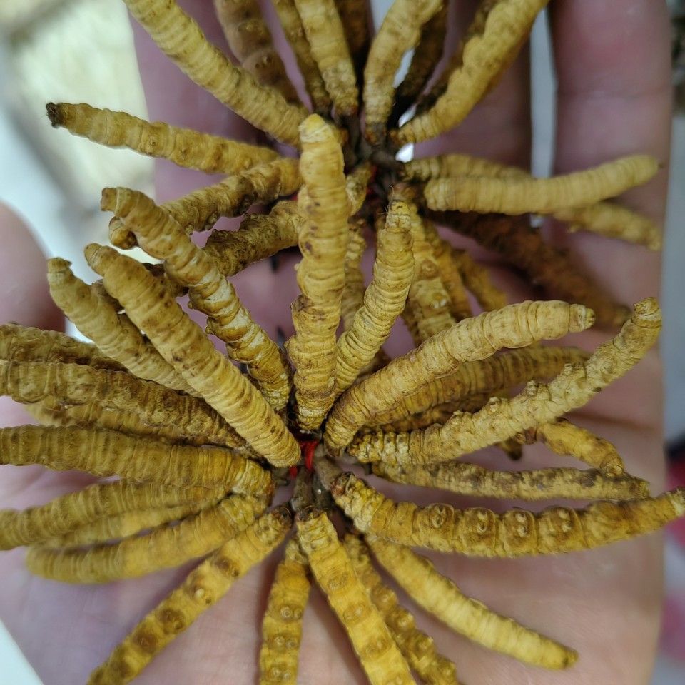 Chinese Caterpillar Fungus/Cordyceps/Dong Chong Xia Cao/冬虫夏草 - HerbalWorld