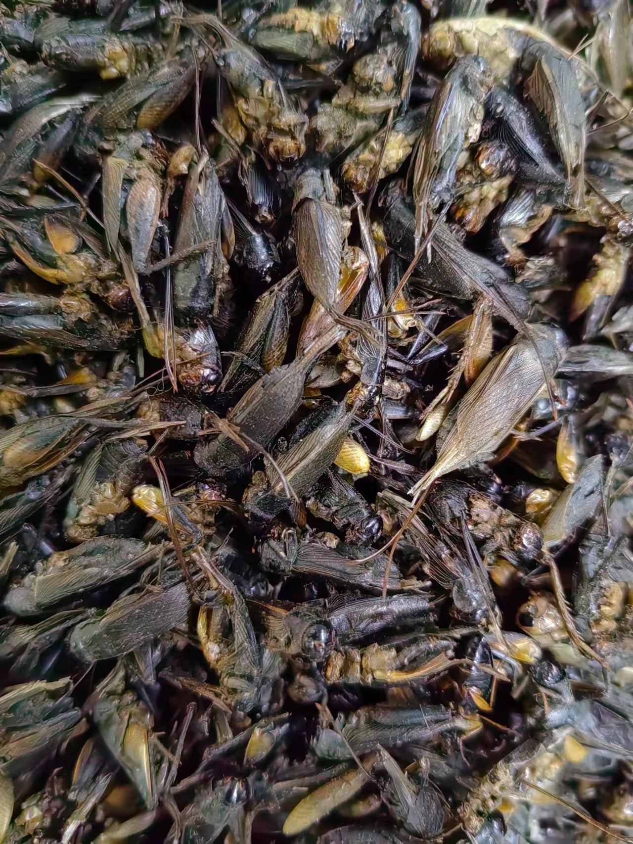Chinese Cricket · Gryllulus Chinensis · Xi Shuai · 蟋蟀