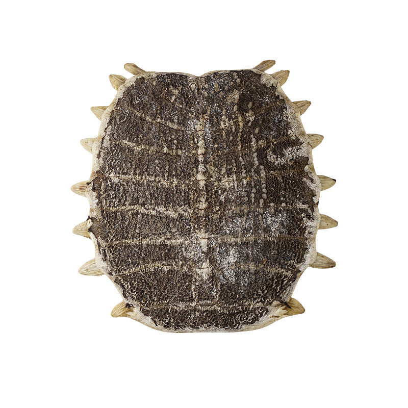 Turtle Shell · Carapax Trionycis · Bie Jia · 鳖甲