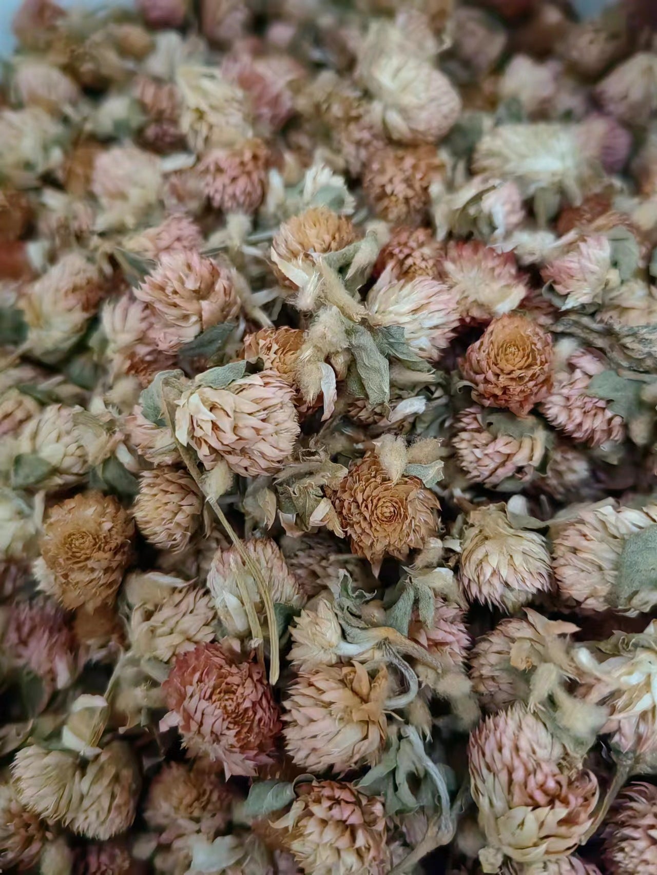 Flower of Globeamaranth/Flos Gomphree/Qian Ri Hong/千日红 - HerbalWorld