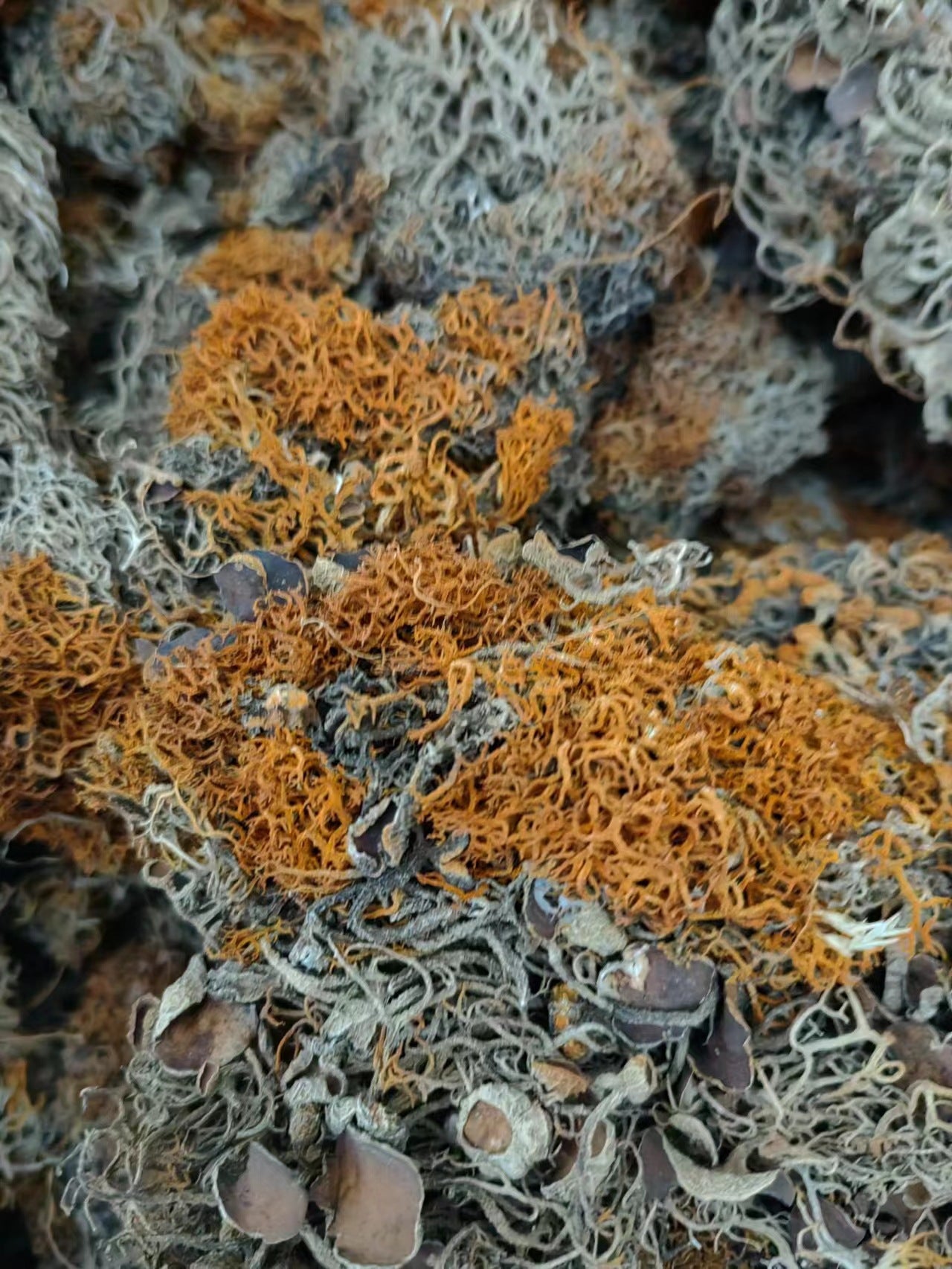 Fallax Cladonia Lichen/Cladonia Fallax/Jin Shua Ba/金刷把 - HerbalWorld