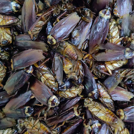 Cockroach · Blatta Orientalis · Zhang Lang · 蟑螂