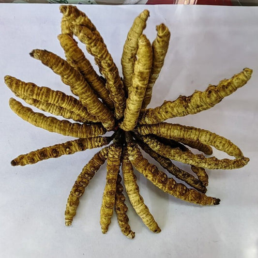 Chinese Caterpillar Fungus/Cordyceps/Dong Chong Xia Cao/冬虫夏草 - HerbalWorld