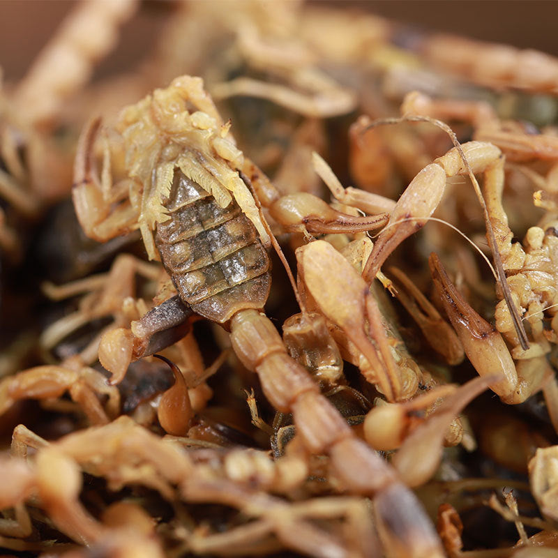 Scorpion/Buthus Martensi/Quan Xie/全蝎 - HerbalWorld